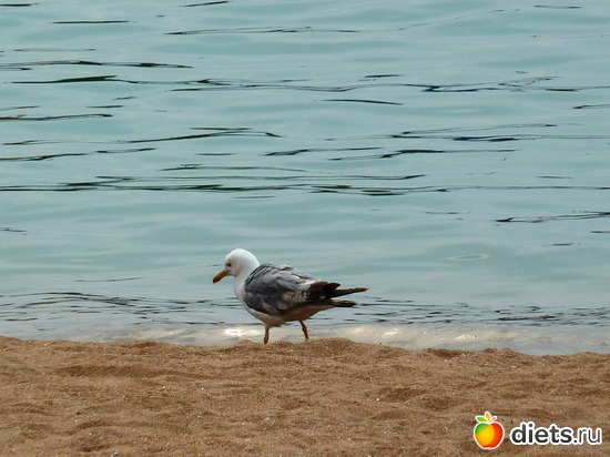 4 ����: ����������