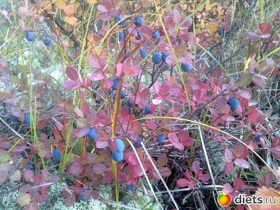 1 ����: � ������