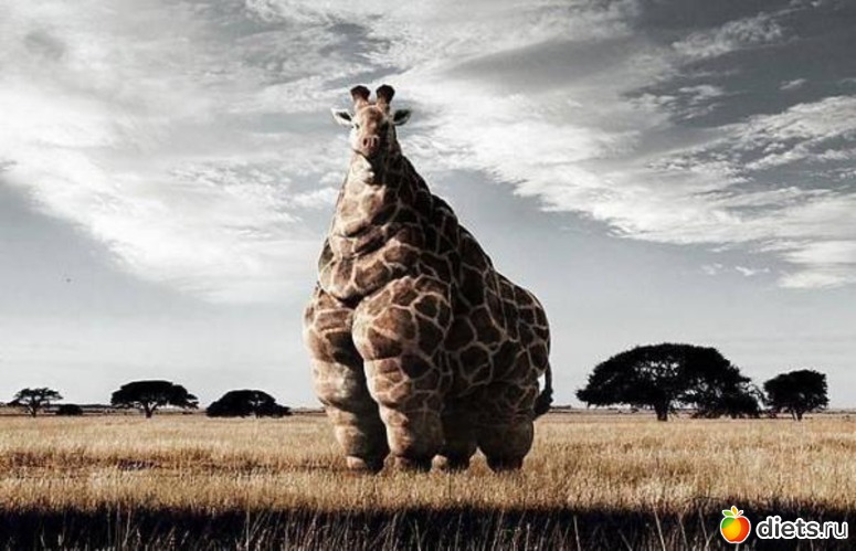 ������ �������, ������: �������