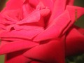 Роза из моего сада