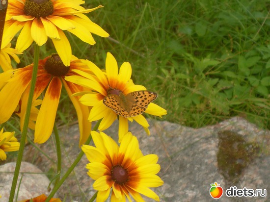 2 ����: ���� 2011