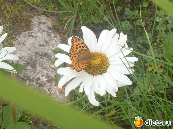 3 ����: ���� 2011