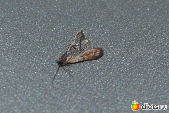 ......, ������: ��������