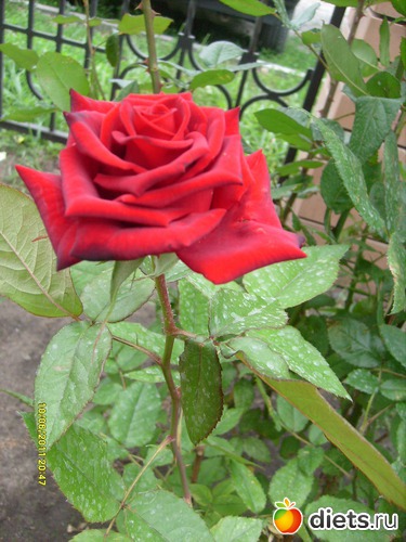 7 фото: Цветы