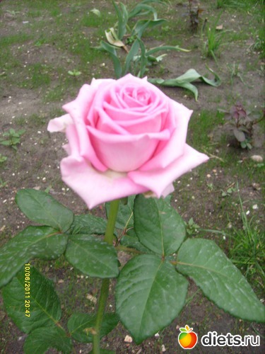 8 фото: Цветы