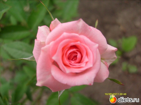 9 фото: Цветы