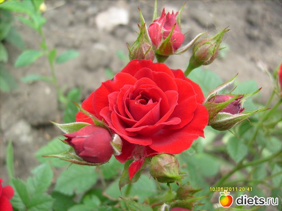 10 ����: �����