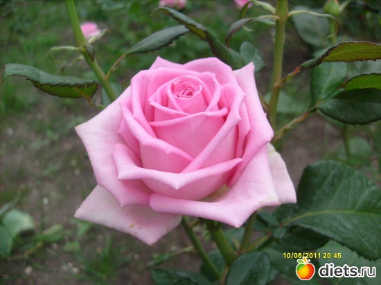 11 фото: Цветы