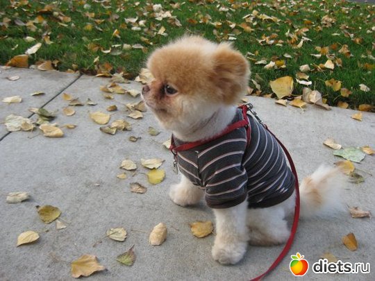 ���� ��������