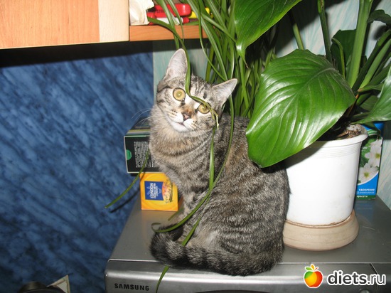 В садике, альбом: Даша и Маша