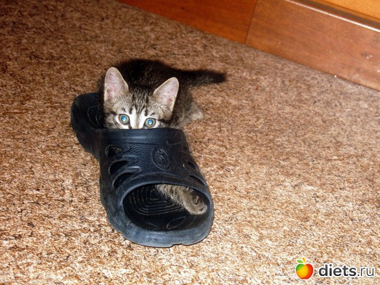 Чей туфля, альбом: Даша и Маша