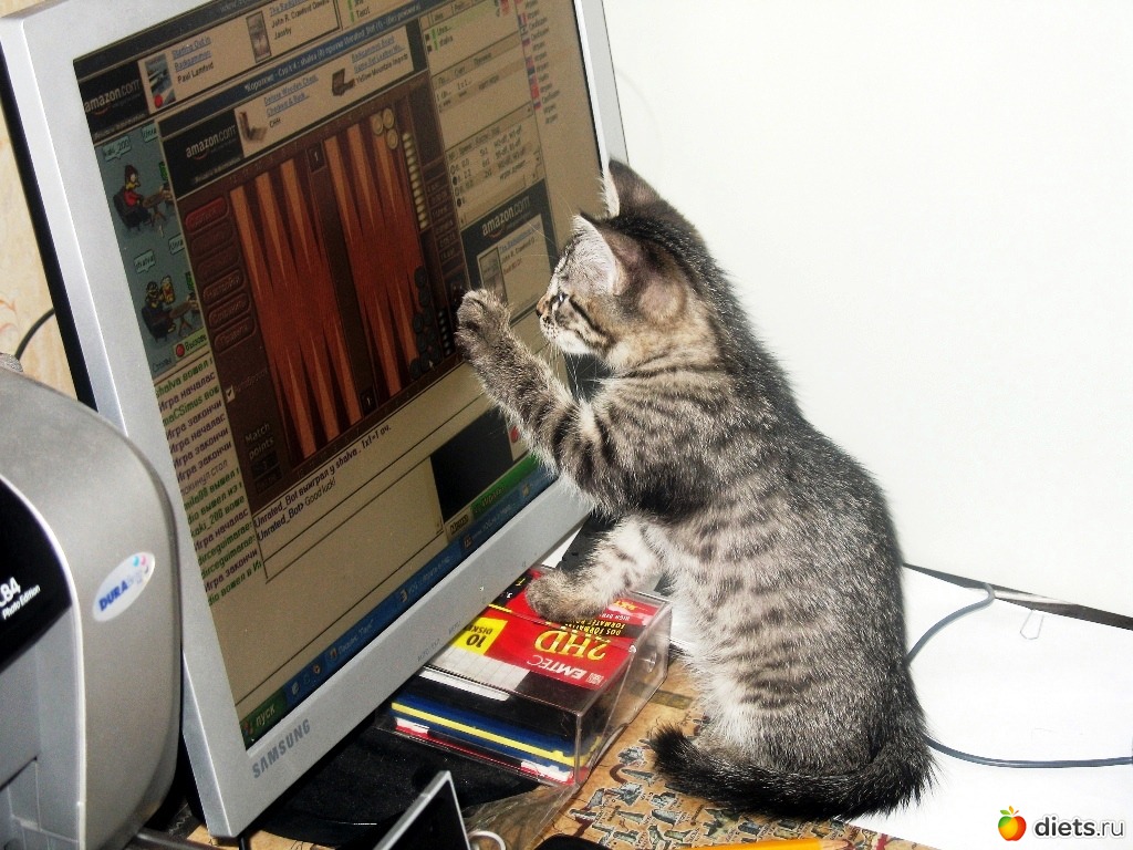 Включи нету интернета. Кот отключает интернет. Отключили дома интернет. Кот отключился. Кот когда отключили интернет.