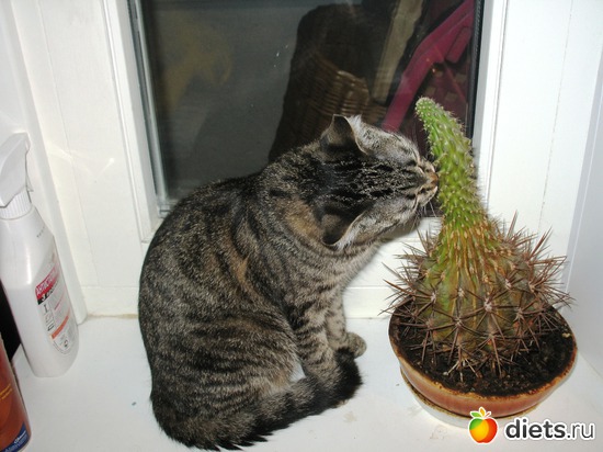 Люблю остренькое, альбом: Даша и Маша