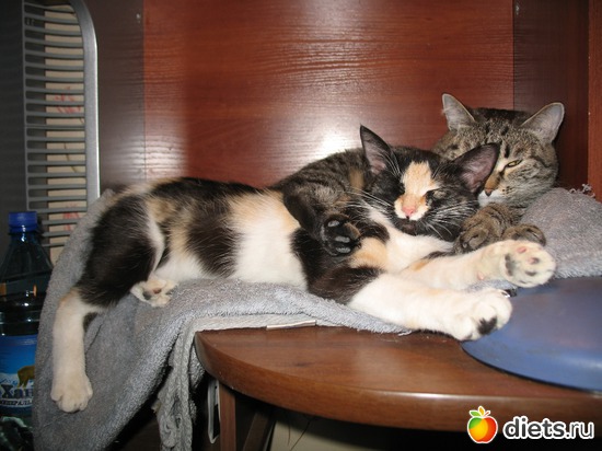 В тесноте, альбом: Даша и Маша