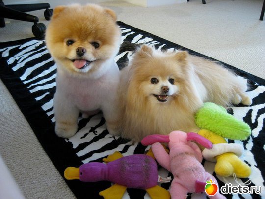 ���� ��������