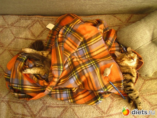 Люблю спать под теплым пледом...я ж сибиряк....., альбом: "МОЙ СИБИРСКИЙ ХУЛИГАН"