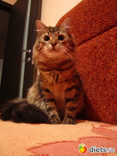 мой красотулька, альбом: "МОЙ СИБИРСКИЙ ХУЛИГАН"