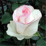 А розы еще цветут!