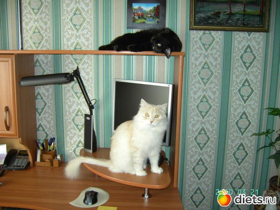 ����� �� diets.ru, ������: ���� � ����