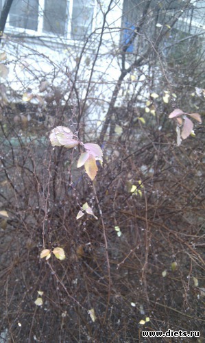 ����� �� �������, ������: ���������