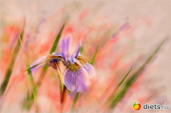 16 :    Alberto Guillen