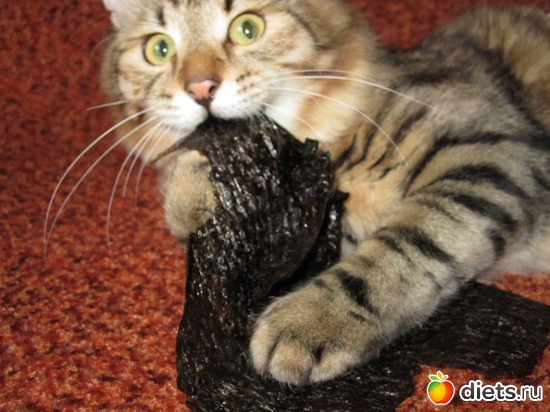 Кушаем нори, альбом: МОЙ СИБИРСКИЙ ХУЛИГАН