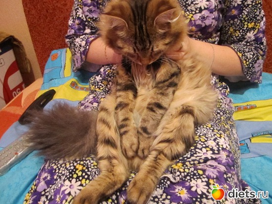 С интересом смотрим кино, альбом: МОЙ СИБИРСКИЙ ХУЛИГАН