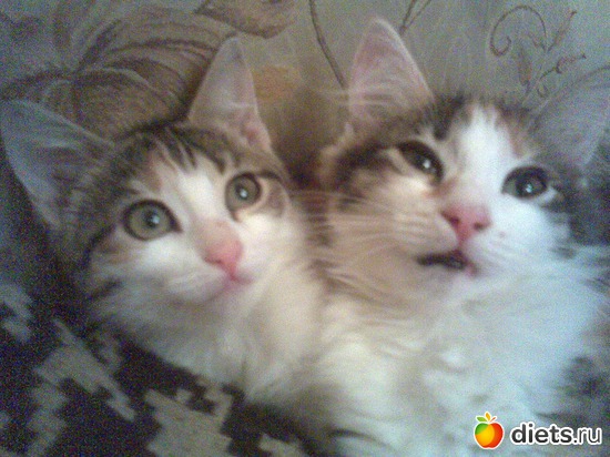 ���� � ����, ������: ��� ����