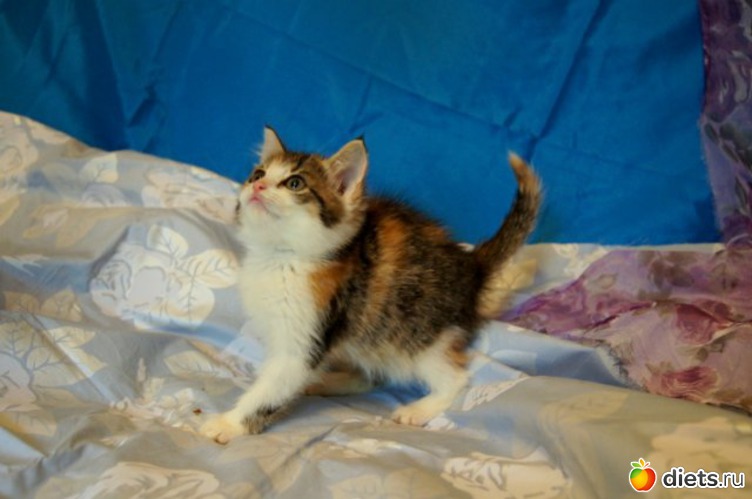 Лета 2 мес., альбом: Мои котэ