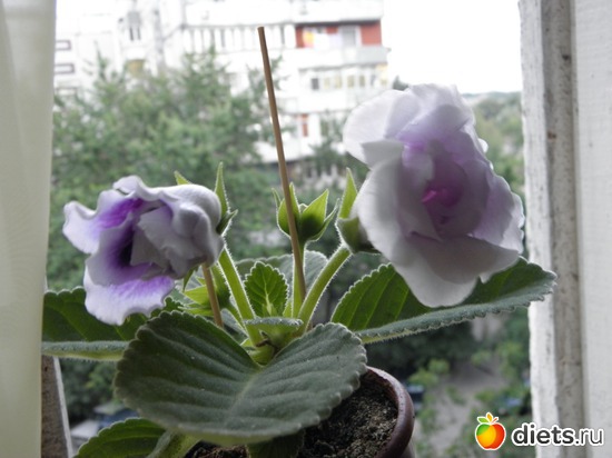 2 ����: ��� �����