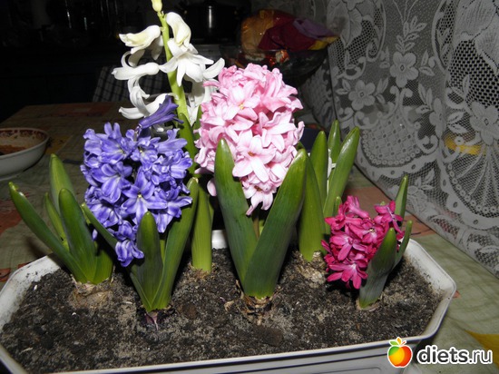 7 ����: ��� �����