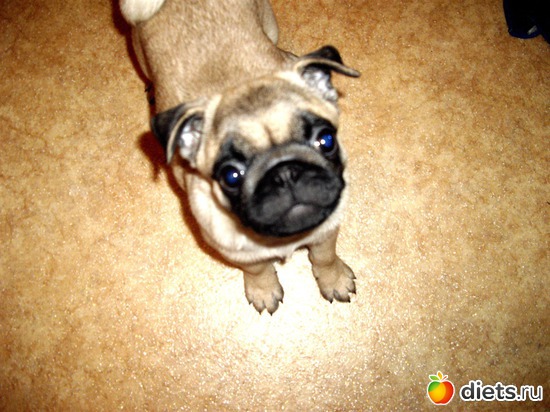 1 фото: Бусьена