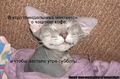 мечты