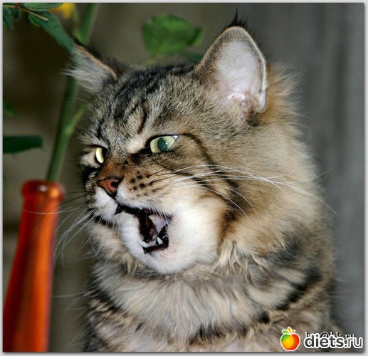 13 ����: *********