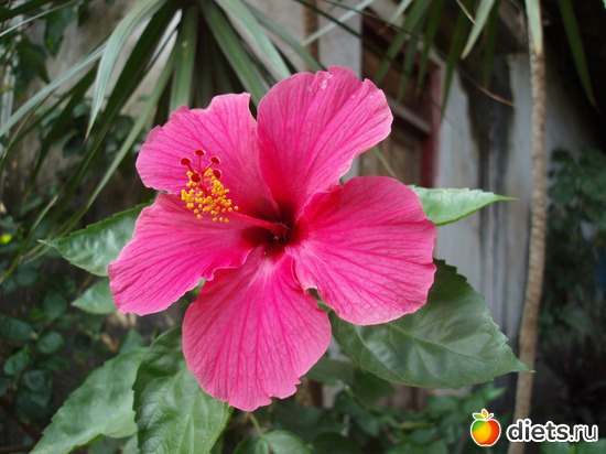 �������, ������: ����� � ������� 2011