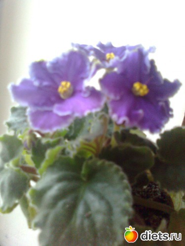 ����������, ������: ��� ������