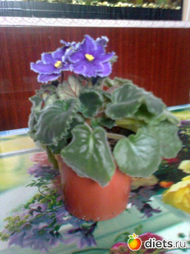 ����������, ������: ��� ������