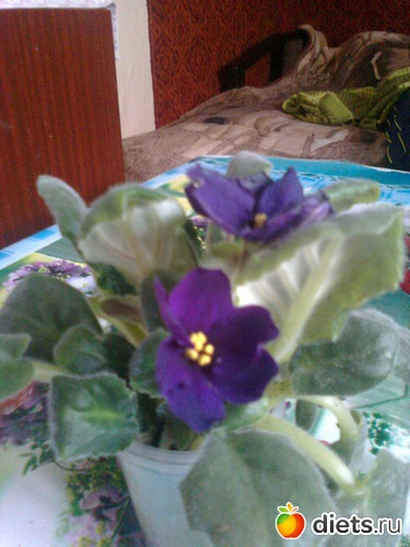 ׸���� ������, ������: ��� ������