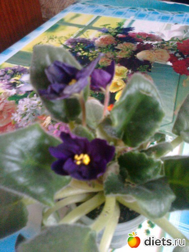 ׸���� ������, ������: ��� ������