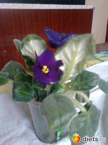 ׸���� ������, ������: ��� ������