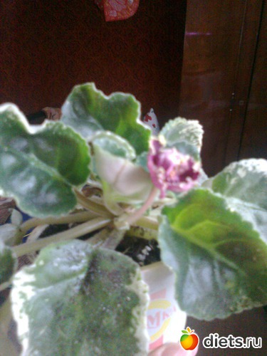 ������� ������, ������: ��� ������