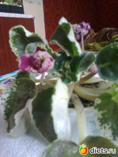 ������� ������, ������: ��� ������