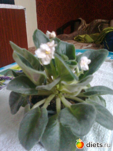 ����� ����, ������: ��� ������