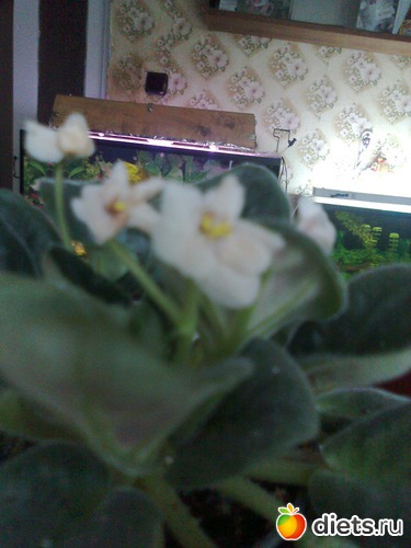 ����� ����, ������: ��� ������