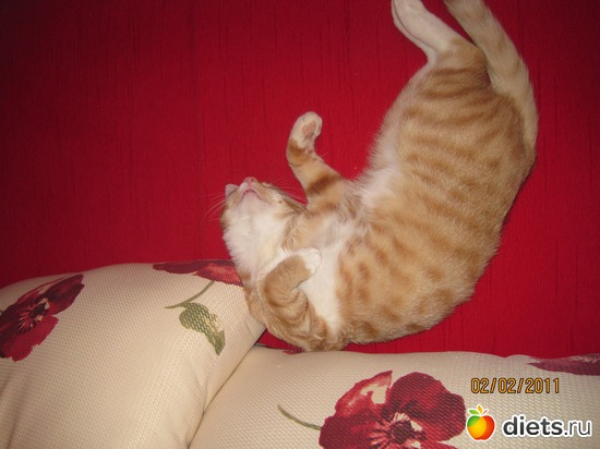 ���� �� ���� ���� ������?:), ������: ������