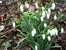 подснежники