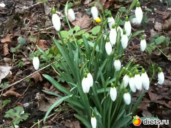 подснежники, альбом: Вероника