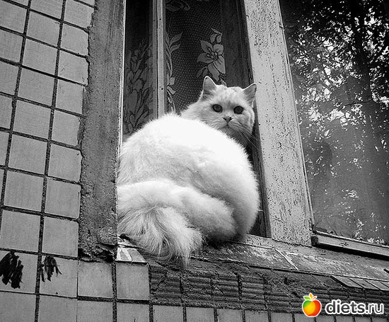 4 фото: животинки