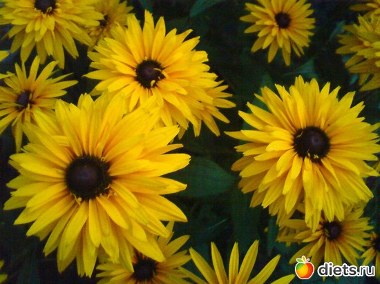 1 фото: Мои цветы.