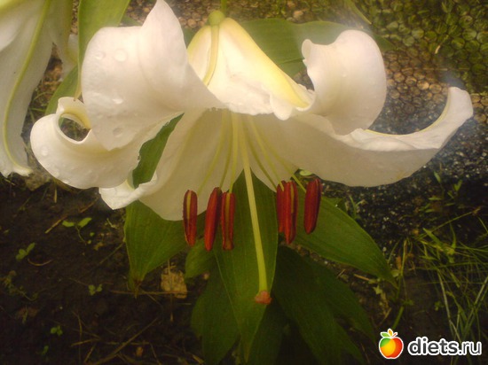 2 фото: Мои цветы.